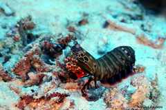 Odontodactylus scyllarus