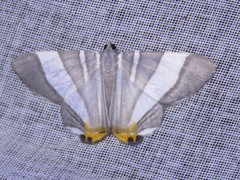 Opisthoxia miletia