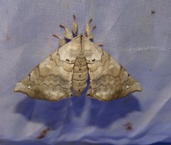 Olceclostera nigripuncta