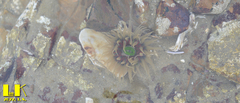 Anthopleura fuscoviridis