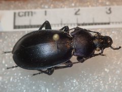 Carabus rothii incompsus