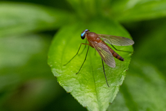Chrysopilus ferruginosus