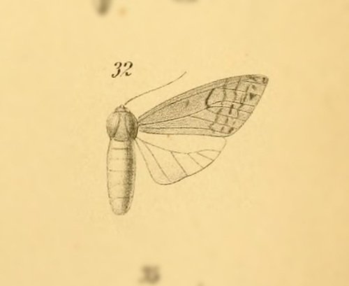 Lophocampa testacea