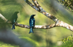 Dicrurus balicassius