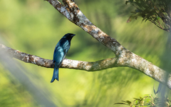 Dicrurus balicassius