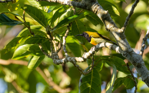 Flaming Sunbird (Aethopyga flagrans), photo 10