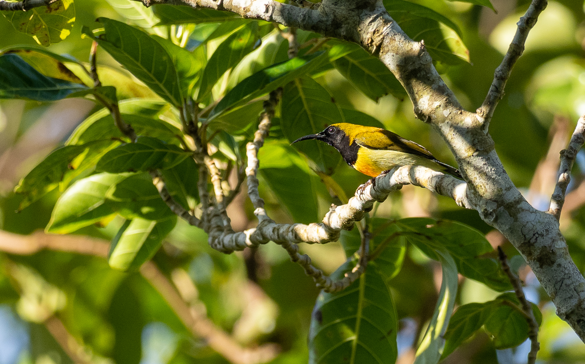 Flaming Sunbird (Aethopyga flagrans), photo 10