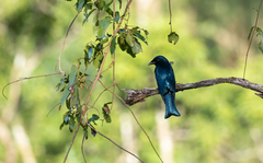 Dicrurus balicassius