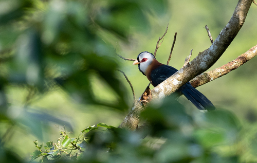 Scale-feathered Malkoha (Dasylophus cumingi), photo 4