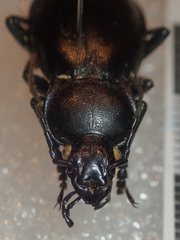 Carabus rothii incompsus