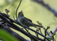 Phylloscopus examinandus