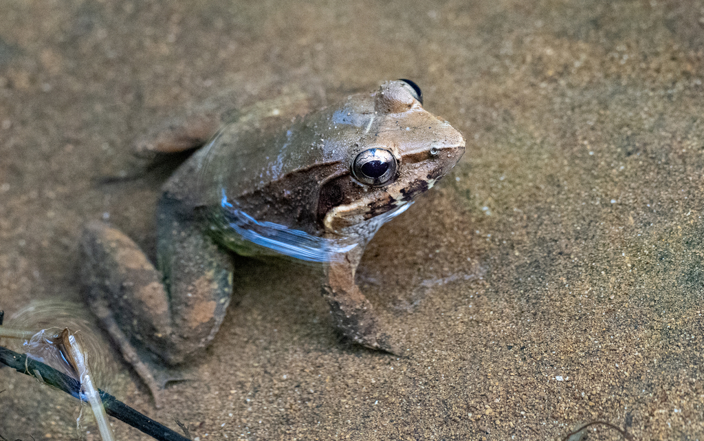 Luzon Swamp Frog