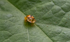 Laccoptera tredecimguttata