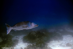 Lethrinus olivaceus