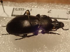 Carabus rothii incompsus