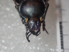Carabus rothii incompsus