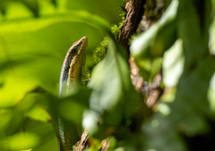 Eutropis borealis