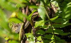 Eutropis borealis