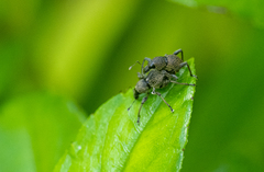 Metapocyrtus adspersus