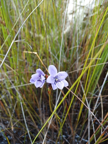 Babe-in-a-cradle (Epiblema grandiflorum)