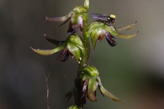 Genoplesium clivicola