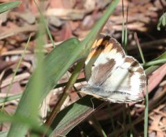 Colotis antevippe gavisa