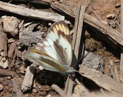Colotis euippe mediata