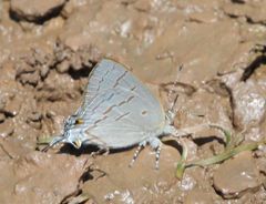 Hypolycaena philippus philippus