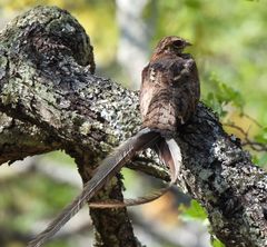 Caprimulgus vexillarius