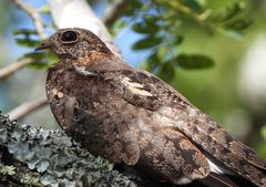 Caprimulgus vexillarius