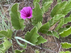 Ipomoea oblongata