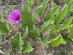 Ipomoea oblongata