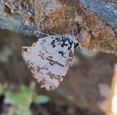 Uranothauma vansomereni