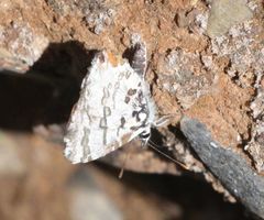 Uranothauma vansomereni