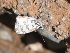 Uranothauma vansomereni