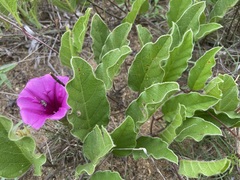Ipomoea oblongata