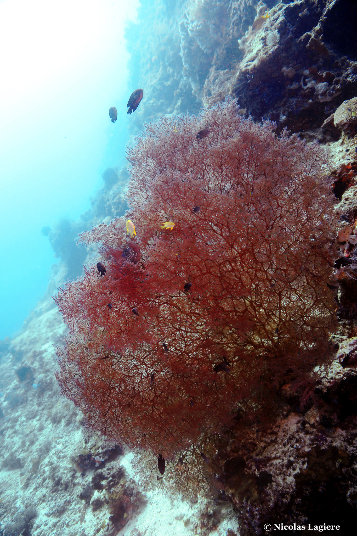 Muricella plectana Grasshoff, 1999