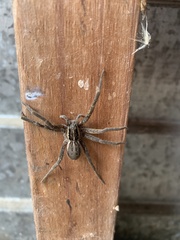 Dolomedes minor
