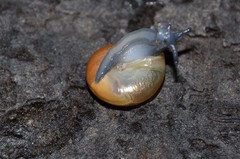 Morlina glabra