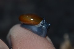 Morlina glabra