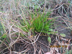 Juncus caespiticius