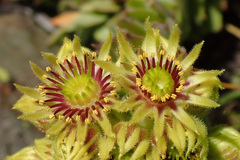 Sempervivum wulfenii