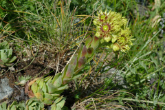 Sempervivum wulfenii