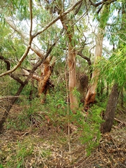 Eucalyptus diversicolor