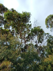 Eucalyptus diversicolor
