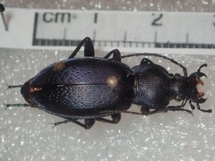 Carabus rothii comptus