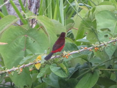 Ramphocelus melanogaster