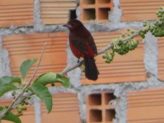 Ramphocelus melanogaster