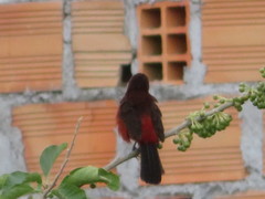 Ramphocelus melanogaster