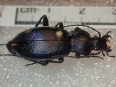 Carabus rothii comptus
